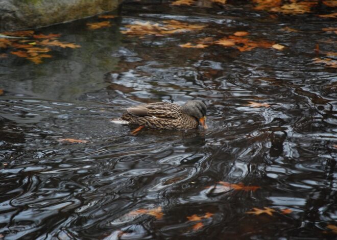 Duck Footed: The Surprising Impact on Your Posture