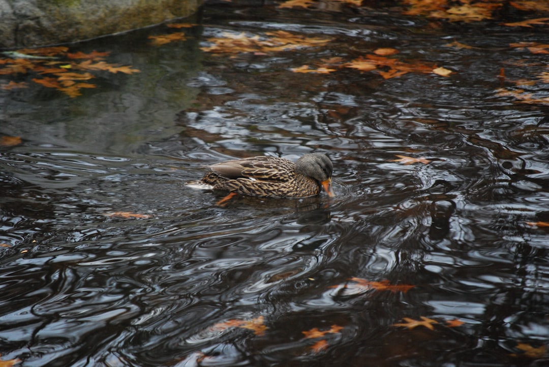 Duck Footed: The Surprising Impact on Your Posture